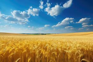 Golden wheat field and blue sky with clouds. Beautiful summer landscape, Golden wheat field landscape view on a sunny day, AI Generated photo