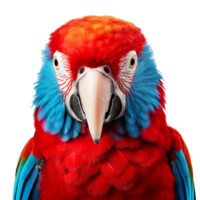 rojo y azul guacamayo loro png ai generativo