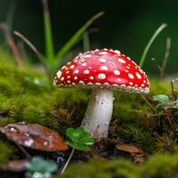 AI Generated Closeup macro of a fly agaric mushroom with dew drops on it in green grass. AI generated photo