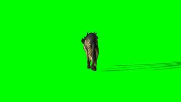 Hyena chroma key, Back view of hyena attacking green Screen animation video