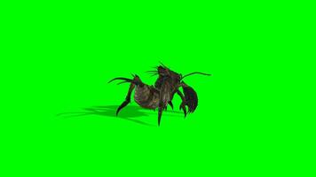 Insekt Chroma Taste, zurück Aussicht von Insekt Grün Bildschirm Animation video