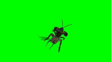 Insekt Chroma Taste, oben Aussicht von Insekt Grün Bildschirm Animation video