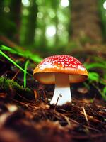 close up mushroom in the forest photo