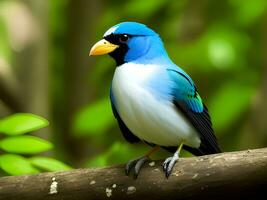 scenic view of beautiful bird at nature photo