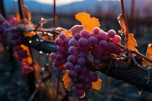 Frost kissed vines glisten during icy night wine harvest photo