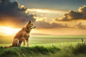 un perro sentado en un herboso colina a puesta de sol. generado por ai foto