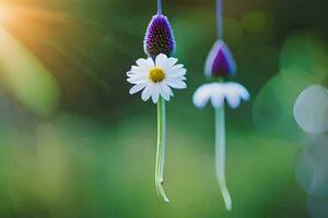 two white daisies hanging from a string. AI-Generated photo