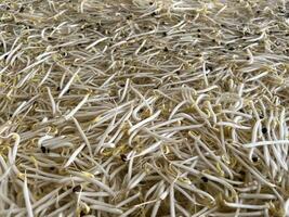 close up bean sprouts for cooking photo