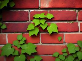 old brick wall with ivy leaves photo
