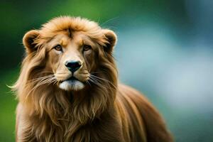 a lion is standing in the grass. AI-Generated photo