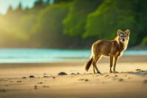 un solitario lobo soportes en el playa a puesta de sol. generado por ai foto