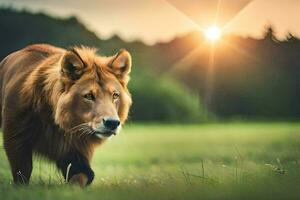 a lion walking in the grass at sunset. AI-Generated photo