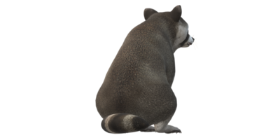 Waschbär isoliert auf ein transparent Hintergrund png