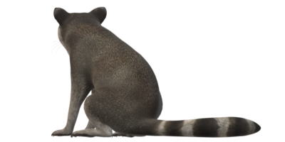 Raccoon isolated on a Transparent Background png