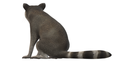 Waschbär isoliert auf ein transparent Hintergrund png