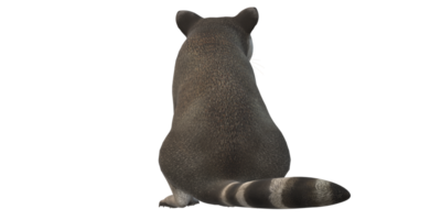 Raccoon isolated on a Transparent Background png