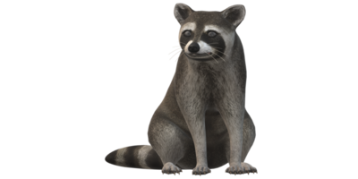 Raccoon isolated on a Transparent Background png