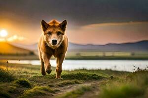 un perro caminando en un camino a puesta de sol. generado por ai foto