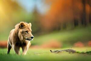 a lion walking in the grass. AI-Generated photo