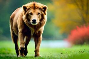 un león caminando a través de un verde campo. generado por ai foto