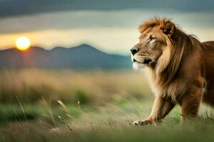 a lion is walking in the grass at sunset. AI-Generated photo