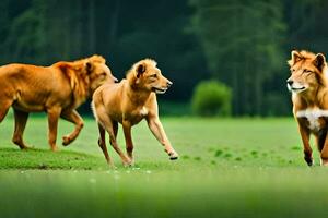 Tres leones corriendo en el césped. generado por ai foto