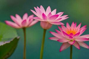 three pink lotus flowers are standing in the water. AI-Generated photo