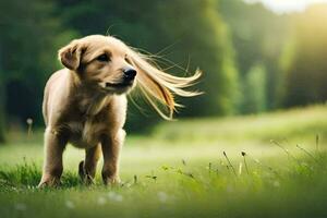 a dog with long hair standing in the grass. AI-Generated photo