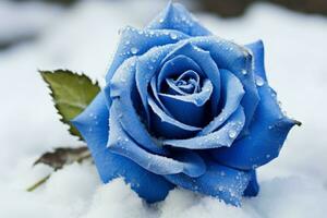 Captivating Blue rose field in snow. Generate Ai photo