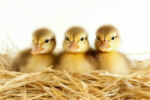 Three ducking on soft straw isolated on white background. Generate AI photo