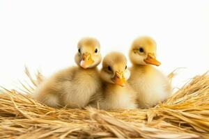 Three ducking on farm straw isolated on white. Generate AI photo