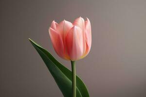 Beautiful pink tulip AI Generated photo