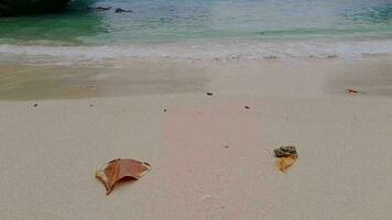 pequeño olas en el mar a Teluk asmara playa. malang ciudad, este Java Indonesia video