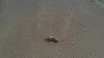 Rock in the shallow waters of a teluk asmara beach in east java with small waves video