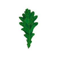 Green silhouette oak tree leaf isolated on white background. Design element for decorating. vector