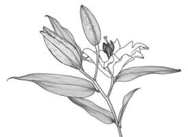 Realistic linear drawing of lily flower with leaves and buds, black graphics on white background, modern digital art. Element for design. vector