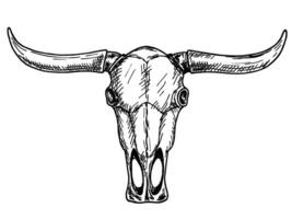 búfalo cráneo. salvaje Oeste impresión. bosquejo mano dibujado vector ilustración, aislado en blanco. Clásico dibujo para camiseta imprimir, póster, colorante libro. tatuaje toro cráneo