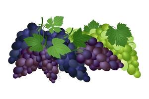 conjunto de verde, púrpura y azul mesa uvas con hojas. vector ilustración realista estilo