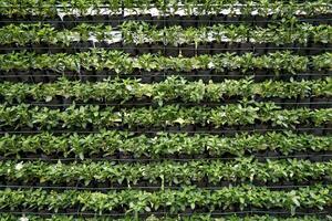 greenhouse with many green plants in pots photo