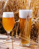 light, unfiltered and dark glasses of beer in a wheat field photo