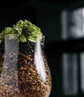 Hops and wheat in a glass for beer photo