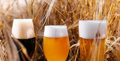 light, unfiltered and dark glasses of beer in a wheat field photo