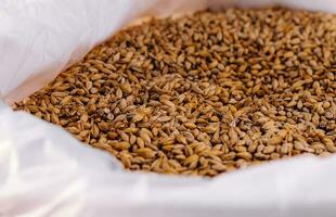 Grains of wheat in a bag on the background of the field photo