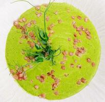 Healthy green soup on white plate photo