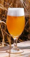 light, unfiltered glass of beer in a wheat field photo