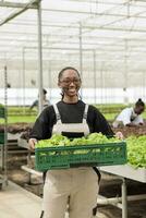 Happy smiling woman holding crate full of certified natural locally harvested healthy organic nutrient source green lettuce. Eco friendly sustainable greenhouse with negative co2 footprint photo