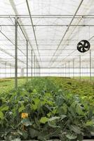 Ripening fresh leafy greens sustainable crop cultivation. Certified naturally sprouted up locally harvested healthy food grown as organic nutrient vegan source in rural horticulture greenhouse photo