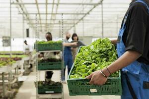 Freshly harvested crate of green lettuce in environmentally conscious modern zero waste local greenhouse. Certified organic bio eco friendly vegetables grown with no harmful chemicals photo