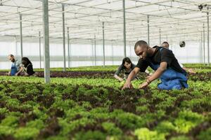 Busy group of farm workers using non chemical method of eliminating pests from leafy greens plantation crop rows without using pesticides. Eco friendly non GMO sustainable greenhouse farm photo