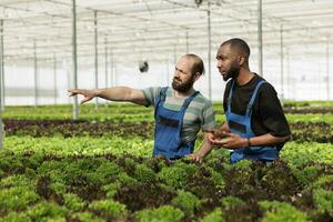 Teamworking farm workers consulting each other in sustainable local agricultural greenhouse. Certified organic eco friendly plantation cultivating leafy greens crops in fertilized soil arrays photo